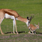 Springbok in Botswana during the green season