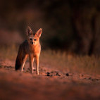 Cape fox in Botswana.