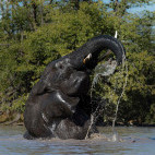 African elephant at Hyena Pan Tented Camp in Botswana