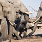 African elephant at waterhole from underground hide at Hyena Pan Tented Camp in Botswana
