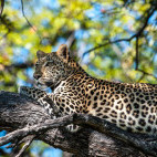 Leopard up a tree at Hyena Pan Tented Camp in Botswana