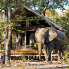 Room with African elephant at Hyena Pan Tented Camp in Botswana