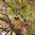 Pel's fishing owl in Khwai Concession.