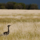 Kori bustard in Botswana.