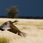 Kori bustard in Botswana.