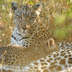 Leopard and cub in Botswana.