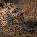 Leopard and cub in Botswana.