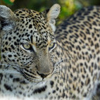 Leopard in Botswana.