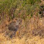 Leopard in Botswana.