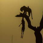 Leopard with impala kill in Savuti.