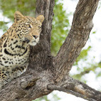 Leopard in Botswana