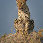 Leopardess in Moremi Game Reserve, Okavango Delta, Botswana.