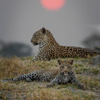 Female leopard and cub in Moremi Game Reserve.