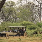 Safari vehicle and lion in Botswana