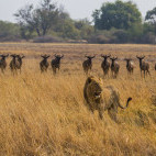 Male lion and wildebeest in Moremi Game Reserve.