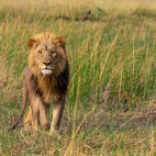 Lion in Botswana.