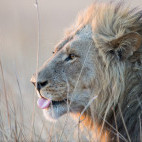 Lion in Moremi Game Reserve, Okavango Delta, Botswana