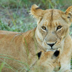 Lioness and cub in Botswana.