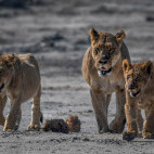 Lioness and cubs in Khwai.