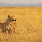 Lioness in Botswana.