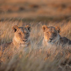 Lion in Botswana.