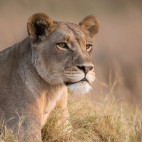 Lioness in Moremi Game Reserve, Okavango Delta, Botswana