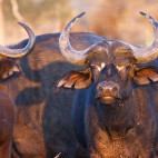 Buffalo in the Okavango Delta.