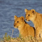 Lion cubs in Botswana.