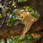 Leopard in the Okavango Delta