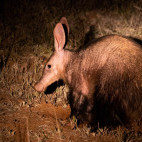 Aardvark in Botswana