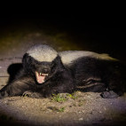 Honey badger in Botswana