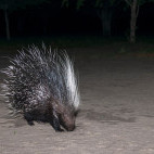 Porcupine in Botswana