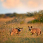Bat-eared fox in Botswana.