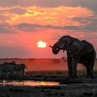 Elephant and zebra at Nxai Pan Camp in Botswana