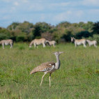 Kori bustard near Nxai Pan Camp in Botswana