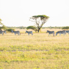 Zebra herd near Nxai Pan Camp in Botswana