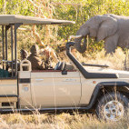 African elephant seen on a game drive from Mma Dinare in Botswana.