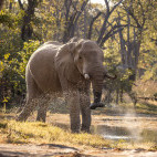 Elephant in the Okavango Delta, Botswana.