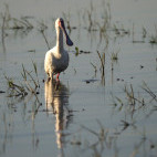 African spoonbill in Okavango Delta, Botswana.