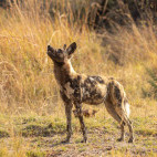 Wild dog in the Okavango Delta, Botswana.