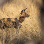 Wild dog in the Okavango Delta, Botswana.