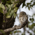 Barred owlet in Botswana.