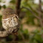Barred owlet in Botswana.