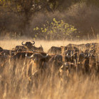 Buffalo herd in the Okavango Delta, Botswana.