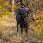 Cape buffalo in the Okavango Delta, Botswana.