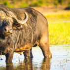 Cape buffalo in Botswana