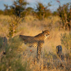 Cheetah in Botswana.