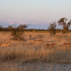 Cheetah in Botswana.