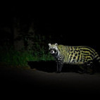 Civet in Botswana