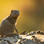 Dwarf mongoose in Botswana.